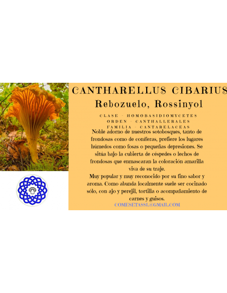 Cantharellus Cibarius deshidratado